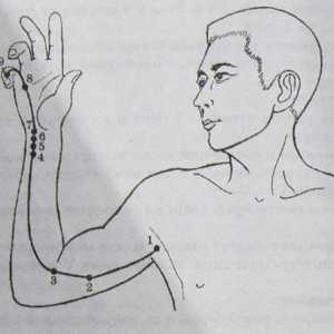 Lokacija in anatomija telesa točk za aromaterapijo. srce Meridian