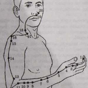 Lokacija in anatomija telesa točk za aromaterapijo. Meridian debelega črevesa