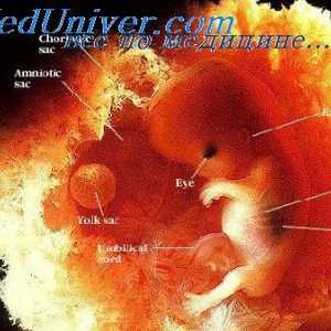 Razvoj človeških zarodkov. Študija zarodki in plodovi