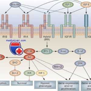 Receptorjev s tirozin kinaze. Receptorji za inzulina in rastnih faktorjev