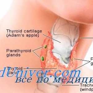Uredba delovanja ščitnice. Funkcija tiroksina in njen učinek na telo