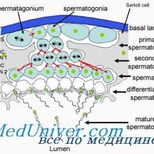 Ureditev spermatogeneze. Faktorji, ki vplivajo na tvorbo semenčic