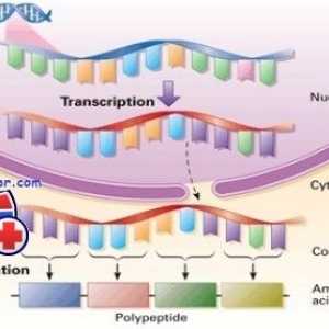 Ureditev transkripcijo in prevajanja v jajčnih celic