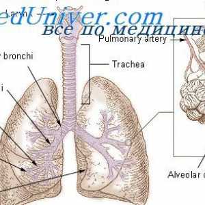 Uredba dihalnega vdihavanju. Vpliv dihalne aparate