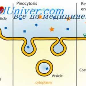 Značilnosti celic. Endocitoza in pinocitozo