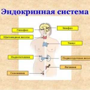 Samoregulacija endokrinega sistema