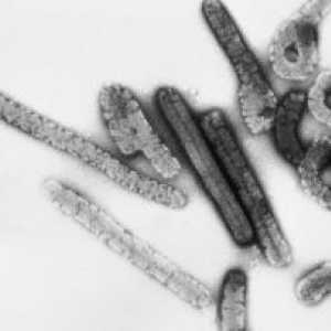 Družina arbovirusi, arenavirusov in filoviruses