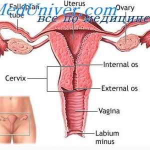 Fiziologija ženskih spolnih organov. Ženski hormonski sistem