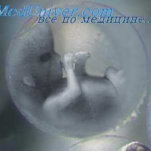 Zarodka vezivno plast kože. nohti na zarodek