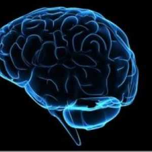 Ependymal žilni sistem možganskih prekatov