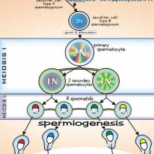 Spermatogeneza. faze spermatogeneza