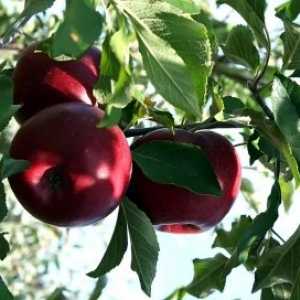 Plemenske Metode slaboroslyh jabolk podlag