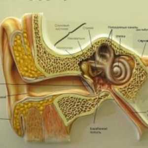 Povprečna lepilo vnetje srednjega ušesa: zdravljenje, simptomi, znaki, vzroki
