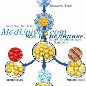 Staranje izvornih celic. Mehanizmi samoobnovitve matičnih celic