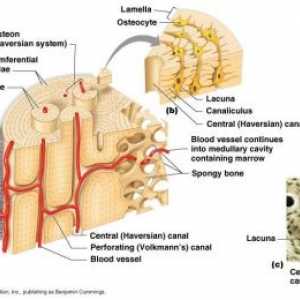 Struktura in kosti promet