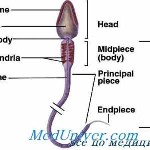 Struktura sperme. struktura