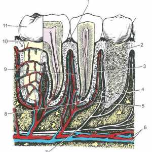 Struktura zoba