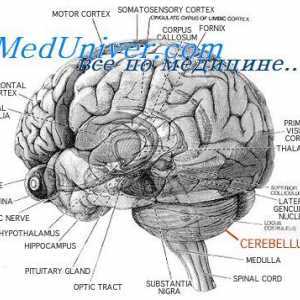 Struktura malih možganih. cerebralna funkcija