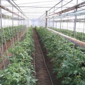 Tehnologija raste paradižnik v rastlinjaku