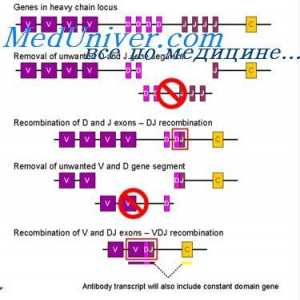 Razporeditev VC-gen. Preklapljanje protitelesa genov aktivnost