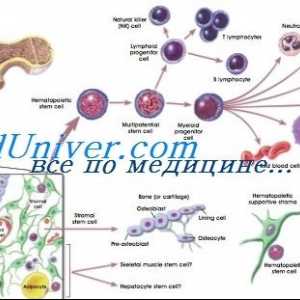 Presaditev krvi matičnih celic iz aplastične anemije