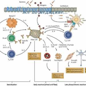 Mastociti. Funkcija in pomen mastocitov