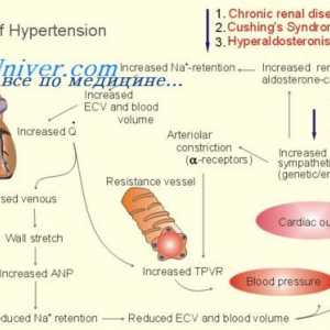 Turbulentnem toku krvi. krvni tlak