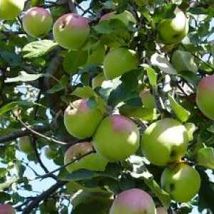 Nega slaboroslyh jabolčni pridelek