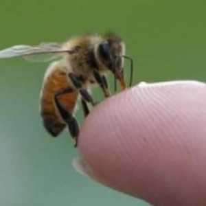 Piki za ose in čebele otroke: prva pomoč