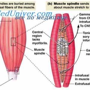 Gamma efferent sistem krčenje mišic. Stabilizacija položaja telesa