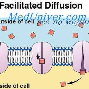 Za transportnih proteinov celične membrane. Difuzija preko celične membrane