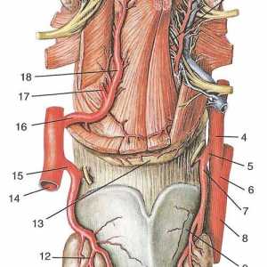 Na veji zunanje karotidne arterije