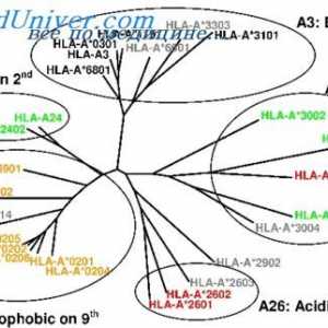 Vrste mutacij kompleksnih histokompatibilnih gene. Študija mutacije n-2