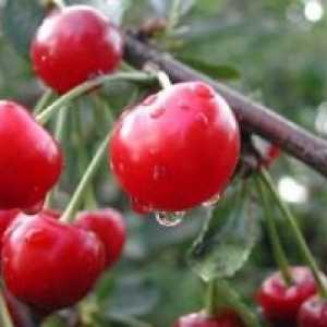 Cherry sorte, gojenje, nega