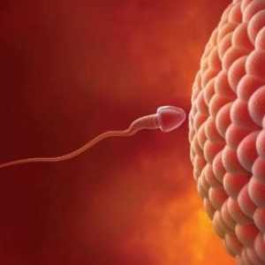 Notranji občutki ženska: ovulacija, menstruacija, gnojenje