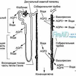 Notranje uho kanal. Anatomija notranjega slušnega kanala.