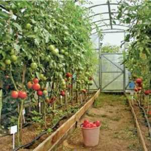 Raste paradižnik v rastlinjakih