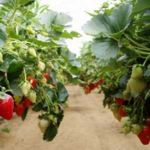 Gojenje jagod v zimskih rastlinjakih