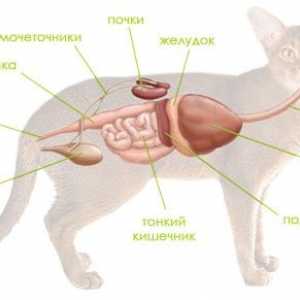 Bolezni (bolezen) trebušne slinavke pri psih in mačkah
