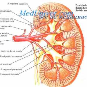 Zaznamek žilnega sistema. blastogenesis sesalci