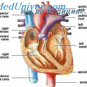 Patent ductus arteriosus. Hemodinamika z odprtim arterijske vodom