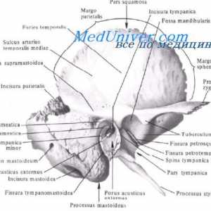 Ventriklov možganov ploda. Vascular pleksus zarodka