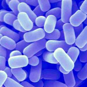 Žive bakterije na dysbacteriosis