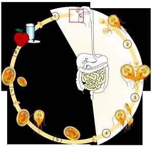 Življenjski cikel Giardia in Giardiaza razvoju
