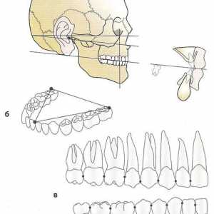 Dental, alveolarni in bazalni arch. ugriz
